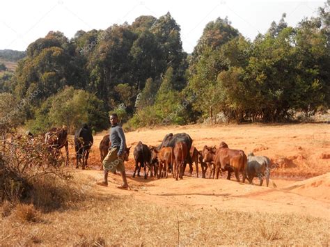 African Grazing Animals