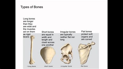 Examples of flat bones - proplily