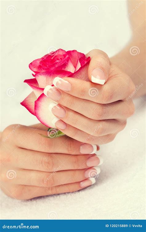 Belle Mani Femminili Con Il Manicure Francese Immagine Stock Immagine