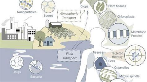 List Of Important Biological Phenomena