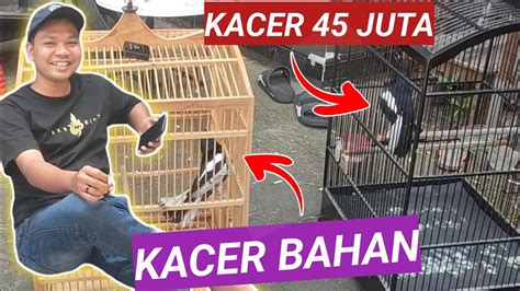 Kacer Ini Metabolisme Tubuh Lambat Kacer Bahan Langsung Meluncur Youtube