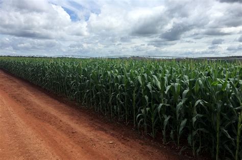 Amazon Deforestation Is Linked To Lower Corn Yields In Brazil Study