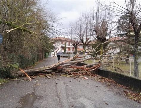 Forti Raffiche Di Vento Strade Bloccate Da Alberi Caduti Paura Per