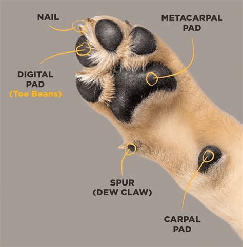 Anatomy Of Dog Claw