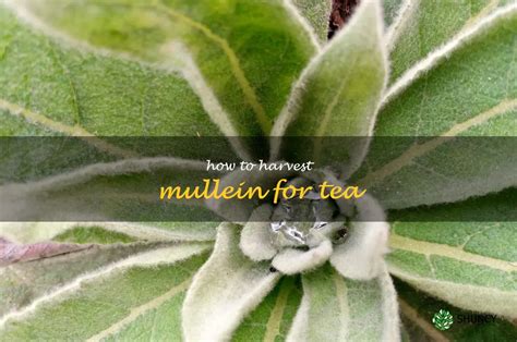 Harvesting Mullein A Step By Step Guide To Making Delicious Tea Shuncy