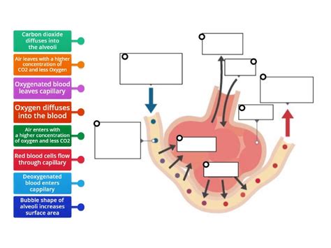 N5 Bio Alveoli Labelled Diagram