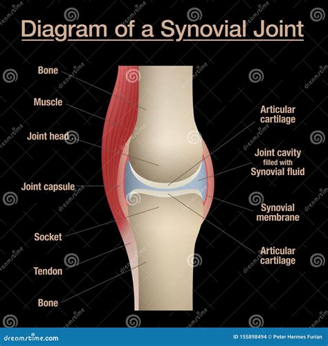 Bone Joint Diagram Labeled Black Background Stock Vector - Illustration ...