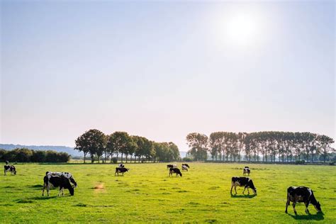 The Importance of Milking Cows - The Dairy Alliance