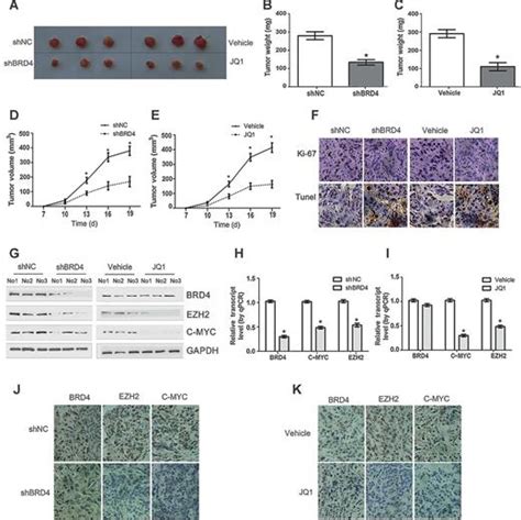 Brd4 Regulates Ezh2 Transcription Through Upregulation Of C Myc And