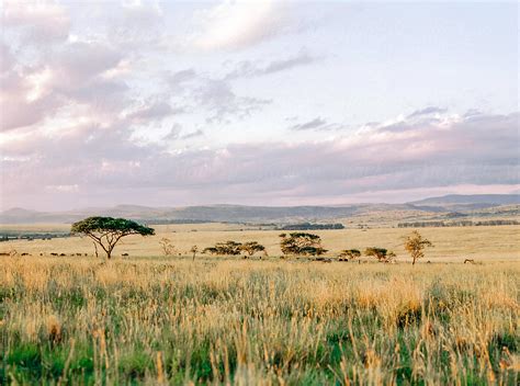 Sunset In South African Bush By Stocksy Contributor Evgeniya Savina