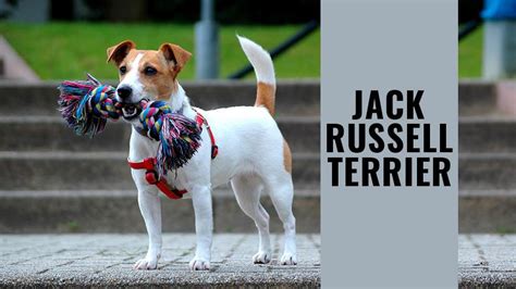 Jack Russell Terrier - Dog Breed information - Petmoo