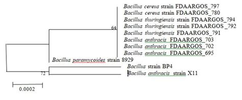 Phylogenetic Tree Of Bacillus Strain Bp4 Download Scientific Diagram