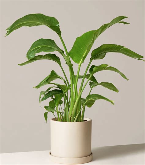 Luxurious Tropical Plants That Thrive Indoors Bloomscape, 46% OFF