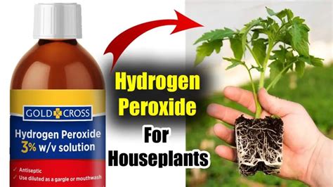 Is Hydrogen Peroxide Good For Plants How To Use This Common Household