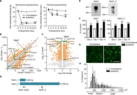 Frontiers Neat Lncrna Organizes The Inflammatory Gene Expressions In