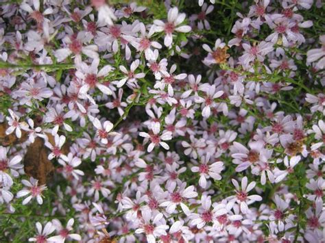 Aster Cordifolius Silver Spray Silver Spray Plants Silver