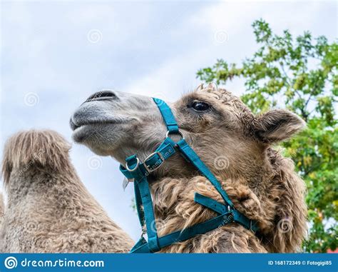 A Two Humped Camel In The City Park Camel Walking In The Park Stock