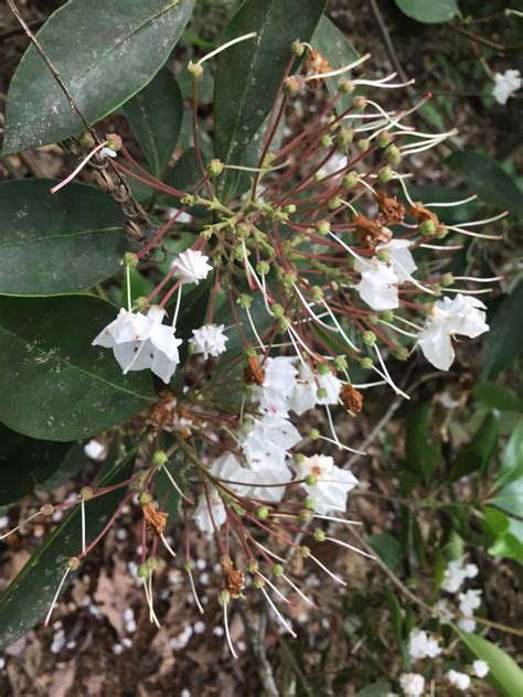 Native Rhododendrons, Part V–Rhododendron arborescens – Southern Fusion