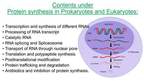 Protein Synthesis In Prokaryotes And Eukaroytes Ppt