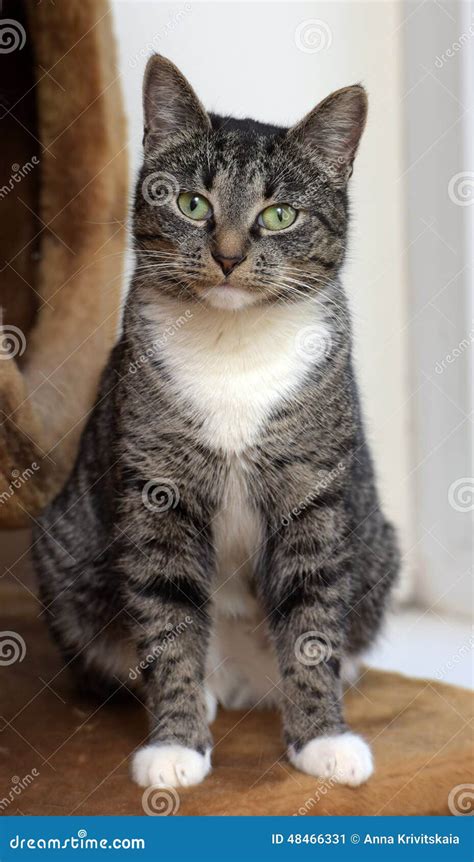 Gato De Gato Malhado De Shorthair Do Europeu Imagem De Stock Imagem