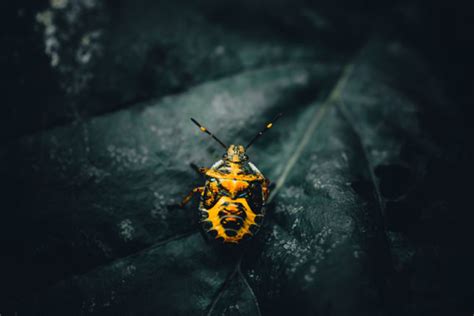 How to Photograph Insects – Seriously Photography