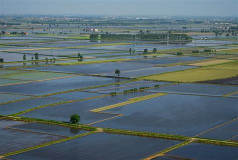 Protocollo Per La Coltivazione Del Riso In Piemonte E Lombardia