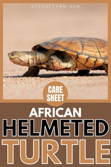 African helmeted turtle crocodile turtle – Artofit