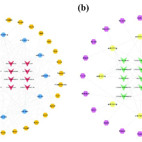 Lncrna Associated Cerna Networks In The Cortex Of Fad Mice A