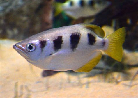 Study Shows Fish Can Recognize Human Faces | Biology | Sci-News.com