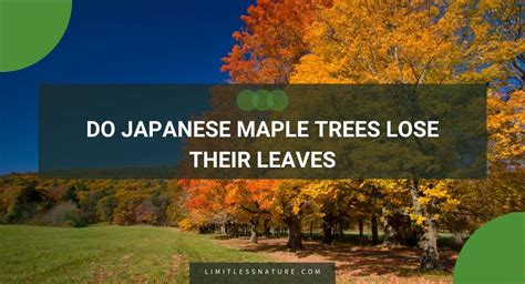 Do Japanese Maple Trees Lose Their Leaves Limitless Nature