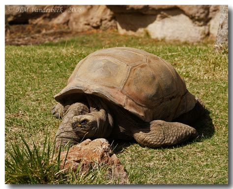 Old Man at the Rio Grande Zoo – Albuquerque Daily Photo