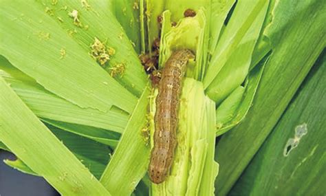 Deteriorating Effect Of Fall Armyworm Attack On Kharif Maize Icar Benison Media