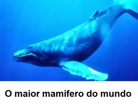 Qual O Maior Mamifero Do Mundo - O Maior Mamifero Do Mundo Baleia Azul Curiosidades