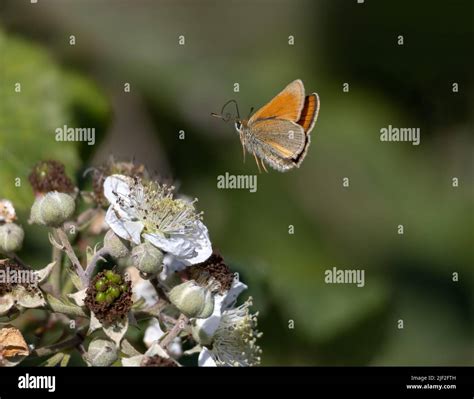 Small Skipper Butterfly Thymelicus Sylvestris In Flight Toward