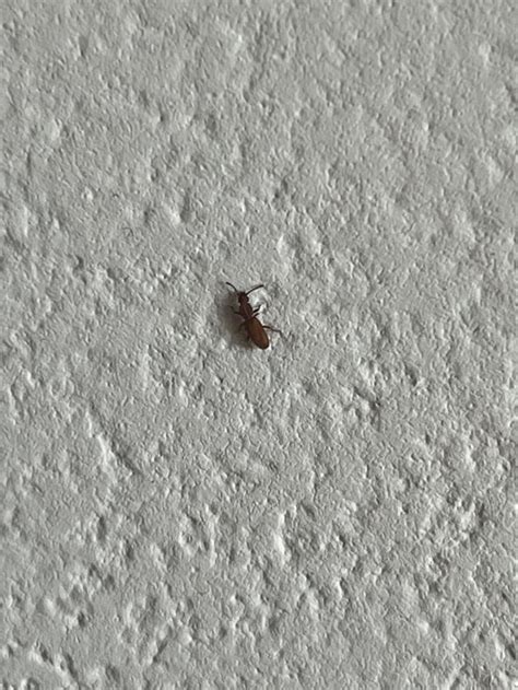 What is this bug? Ant? : r/bugidentification