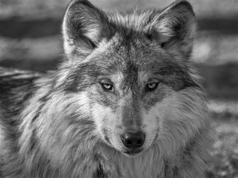 Wildlife Advocates Urge Agencies To Let Roaming Wolf Asha” Go Where