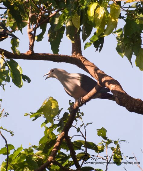 Green Imperial Pigeon Tonjiandsylviasbirdlist