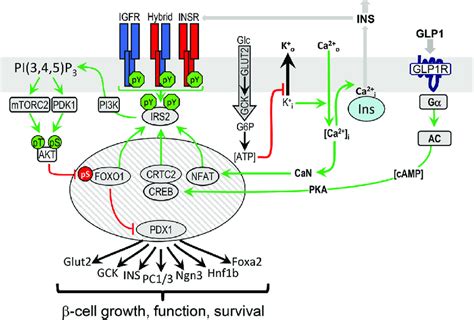 The Integrative Role Of Ir Igf R Irs Signaling In Pancreatic B Cell