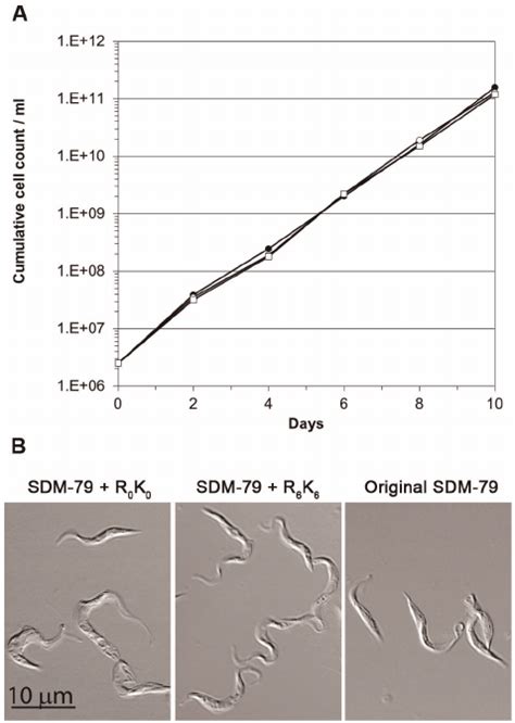 Growth Of T Brucei Procyclic Form Cells In Original SDM 79 And SILAC