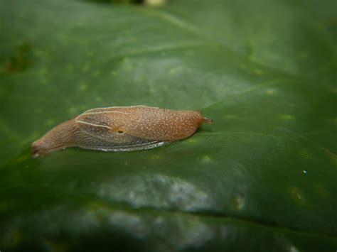 Siput Pada Daun Hijau Siput Tanah Gastropoda Foto Stok - Unduh Gambar ...