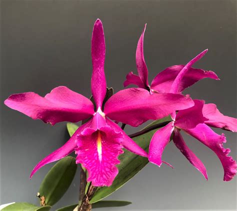 Cattleya Maxima Natural World Jcaos X Self Orchidweb