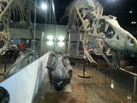 Arizona Museum of Natural History (Mesa) - All You Need to Know BEFORE ...