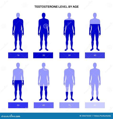 Testosterone Level Chart Stock Vector Illustration Of Decline 236276332