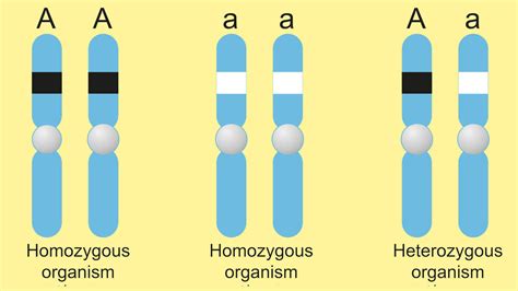 Difference Between Homozygous And Heterozygous