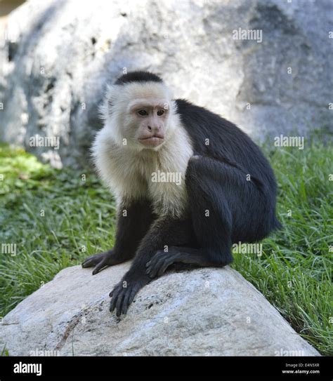 Black And White Capuchin Monkey Hi Res Stock Photography And Images Alamy