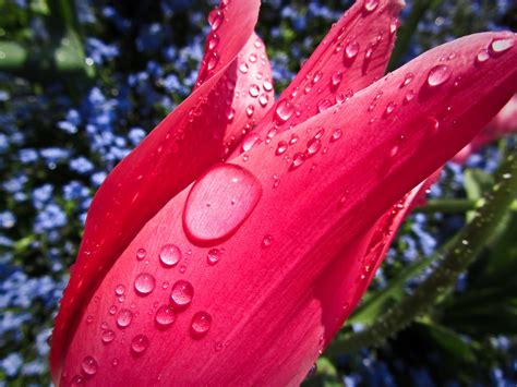 Sprayed Tulip Looking Good In Golders Hill Park Garry Knight Flickr