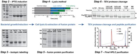 Coomassie Stained Sds Page Gels Illustrating Various Optimization Download Scientific Diagram