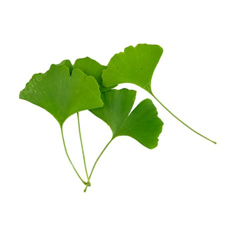 Ginkgo Leaf Clipart Transparent Png Hd Ginkgo Biloba Leaf Branch