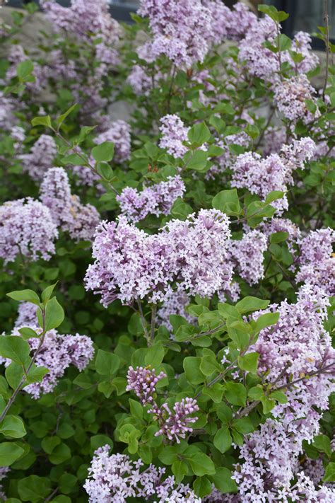 Dwarf Lilac Varieties