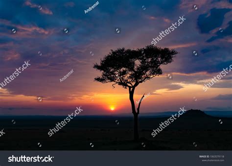 Acacia Tree Silhouette Against Cloudy Sunset Stock Photo 1063579118 | Shutterstock